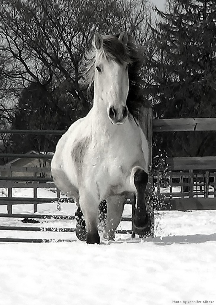 My Spanish Mustang Indian's Legend.  (I think we might have snow until July!)